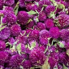 Image result for Gomphrena globosa