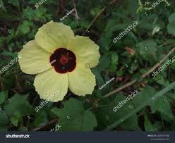 Image result for Hibiscus surattensis