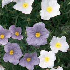 Image result for Nierembergia hippomanica