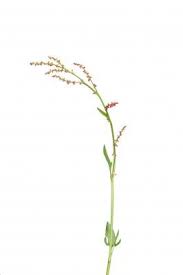 Growing Your Own Sheep Sorrel Essiac Facts Herbs Grow Your Own Growing