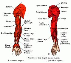 11 photos of the forearm muscles diagram structure. Anatomy Of Left Arm
