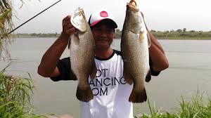 May 28, 2021 · bahan kelo mrico ini di antaranya ada merica, ikan dukang segar atau bisa ikan jenis lainnya, seperti pindang, kakap, atau bandeng, bawang merah, bawang putih, daun jeruk, ketumbar, kunir, kemiri, dan garam. Mancing Barramundi Monster Juli Oktober Adalah Puncaknya Spotmancing Com