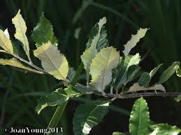 Image result for Brachylaena discolor