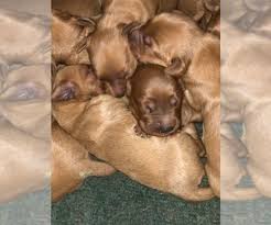 We begin training puppies at 4 weeks old. View Ad Golden Retriever Litter Of Puppies For Sale Near Colorado Carr Usa Adn 230286