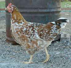 Black And White Hen This Aloha Hen Has Yellow Legs And Beautiful Orange Brown And Black Colors Mixed In With Her White Spots Swedish Flower Hen Color Mixing White Spot