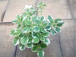 Image result for foto moud Forsterův