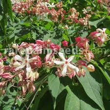 Image result for Clerodendrum ternatum