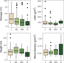 Image result for Lindackeria fragrans