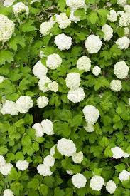 945,000+ vectors, stock photos & psd files. Green Shrub With White Flowers Stock Image Colourbox