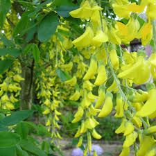 Image result for Laburnum anagyroides