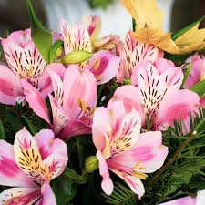 While geraniums do well in the garden, they're also popular houseplants and will thrive for many years in pot indoors as long as they have adequate light. Alstroemeria Meaning Alstroemeria Flower Colour Meaning