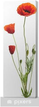 Le bouquet de coquelicots du dessin vient d'être cueilli. Tableau Sur Toile Image D Un Coquelicot Sur Un Fond Blanc Bouquet Champetre Pixers Nous Vivons Pour Changer