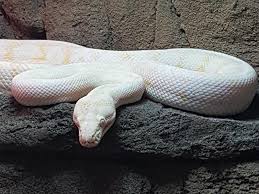 They are a very popular. Albino Darwin Carpet Python Yearling For Sale Kellyville Pets