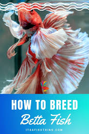How To Breed Betta Fish Expert A To Z Guide All You Need To Know Breeding Betta Fish Betta Breeding Fish Breeding