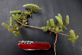 Image result for Nelsonia canescens