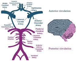 Image result for Posterior Circulation