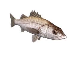 Maybe you would like to learn more about one of these? White Seass Fish Animal Free Modelo 3d Max Vray Open3dmodel 137192