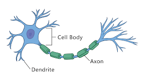 In the body's nervous system are many nerve cells are of the basic type illustrated above. Nervous System The Partnership In Education