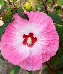 Image result for Hibiscus mechowii