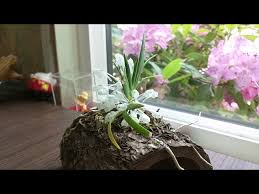 Image result for Podangis