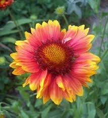 Botanical Name Gaillardia Common Name Blanketflower The Gift That Keeps On Giving Takes The Heat And Self Seeds If You Flower Seeds Perennials Flowers