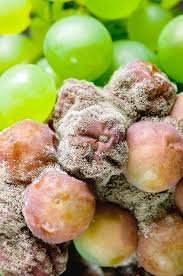 Image result for Botrytis cinerea