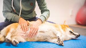 U could be having indigestion , see u pc p for evaluation. Dog Bloated Stomach Home Remedies Youtube