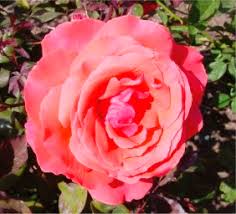 Image result for Rosaceae