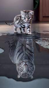 Download Kitten Wallpaper By Zomka 1c Free On Zedge Now Browse Millions Of Popular Cat Wallpapers And Ring Kitten Images Cute Cat Wallpaper Cute Animals