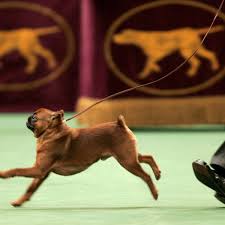 Characteristics, history, care tips, and helpful information for may show aggression toward other dogs. National Dog Show 2017 Results Best In Show And List Of Winners Bleacher Report Latest News Videos And Highlights