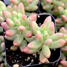 Maybe you would like to learn more about one of these? 11 Pretty Pink Succulents For Your Dead Gorgeous Garden