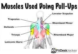 How To Do More Pull Ups For Beginners Fit Desk Jockey