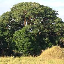 Image result for Ficus sycomorus