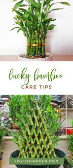 Lucky Bamboo Care Tips A Houseplant That Grows In Water Lucky Bamboo Care Lucky Bamboo Plants Bamboo Plant Care