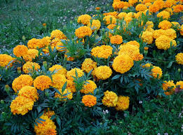 Image result for tagetes)