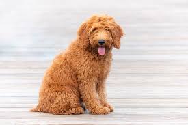 Are Goldendoodles Hypoallergenic? Vet-Verified Facts & Tips to Reduce  Allergens – Dogster