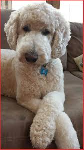 Standard Poodle Haircuts Standard Poodle Haircuts 151238 17 Best Dog Clip Images On Pinterest Cute Dogs Poodle Puppy Poodle Dog