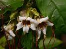 Image result for Strophanthus welwitschii