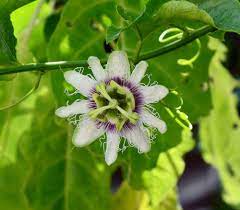 Passion Fruit Passiflora Edulis Seeds Growing Vegetables Tomato Seedlings Hanging Garden