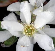 Image result for Amelanchier alnifolia