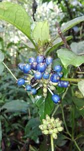 Image result for Psychotria peduncularis