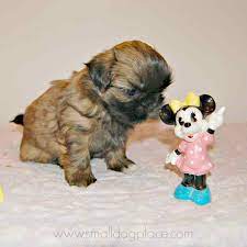 Princess atta (an ant) was in a bug's life Disney Dog Names For Girls For All You Mickey Fans