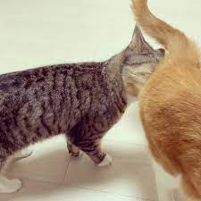 猫のいる生活 on instagram 猫が姉猫のお尻の匂いを嗅いでいる 案の定フレーメン反応 猫 猫好きな人と繋がりたい 猫のいる生活 猫部 猫のいる暮らし ねこ cat catstagram catsofinstagram instacat フレーメン反応 cats animals