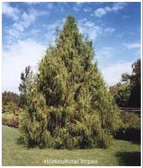 Image result for Cupressus funebris