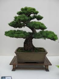 5 Eye Opening Cool Ideas Artificial Plants Ikea Pots Artificial Garden Ideas Artificial Plants Privacy Screens Artifi Bonsai Tree Care Pine Bonsai Bonsai Tree
