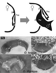 Image result for how to insert male organ into female organ
