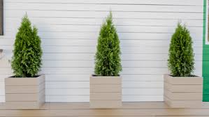 Maybe you would like to learn more about one of these? Evergreen Container Plants Step By Step Planting Guide