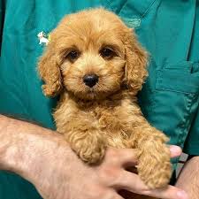 Check spelling or type a new query. Cockapoo 20male 20for 20sale 20id 3a0147 Dm 2c 20available 20for 20sale 20buy 20this 20cute 20puppies 2 Puppies Cockapoo Puppies Puppies For Sale Near Me Free