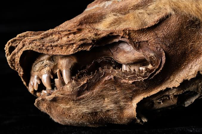 57,000 year-old wolf puppy found frozen in Yukon permafrost | National  Geographic