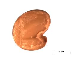 Image result for Crotalaria vallicola